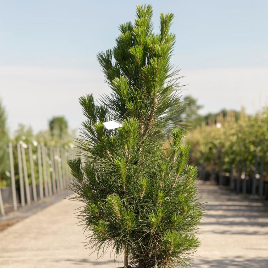 Pin noir d'Autriche - Pinus nigra nigra