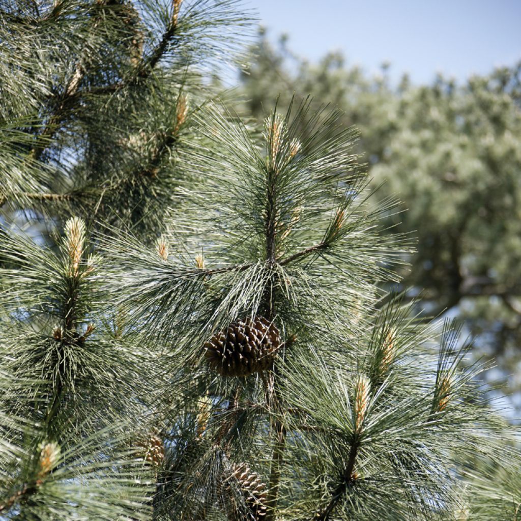 Pinus jeffreyi