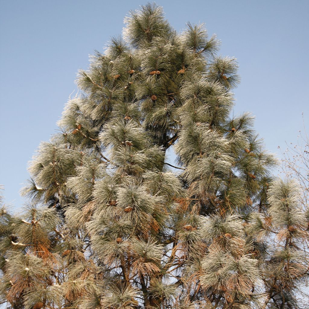 Pinus jeffreyi