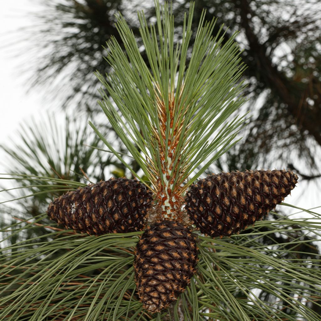 Pinus jeffreyi