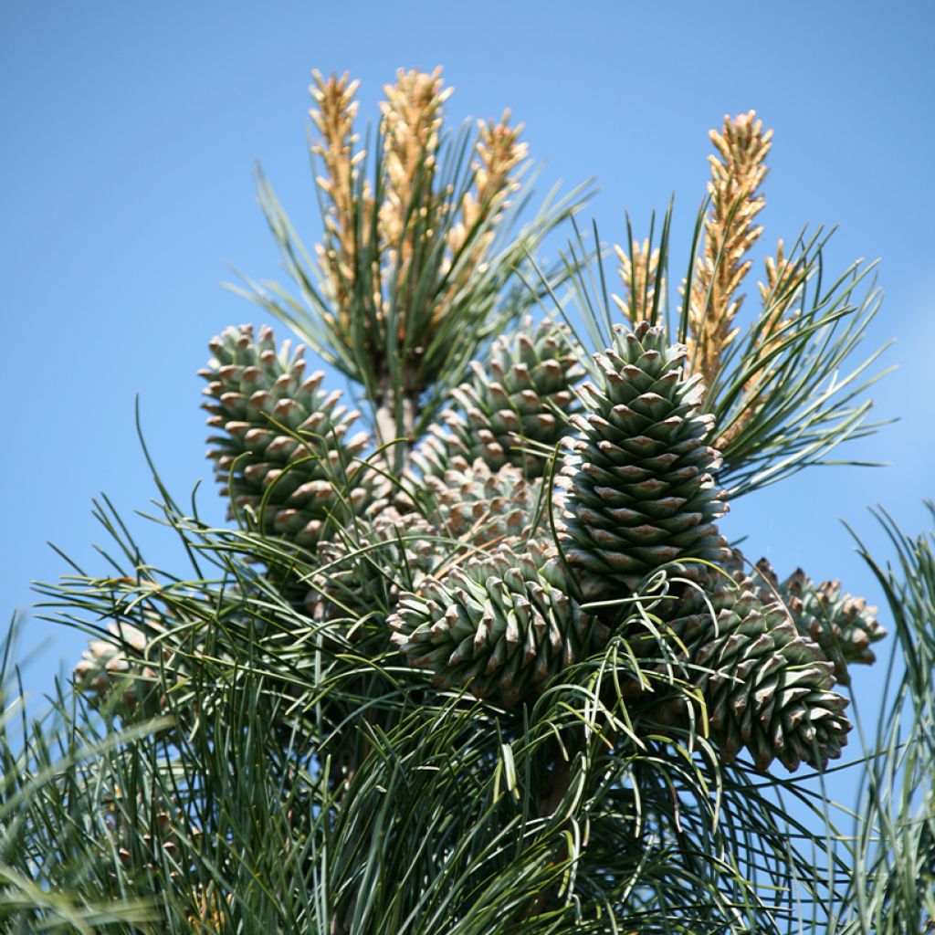 Pinus koraiensis Silveray