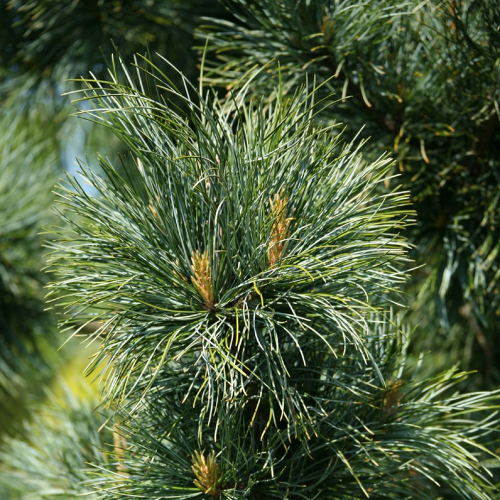 Pinus koraiensis Silveray