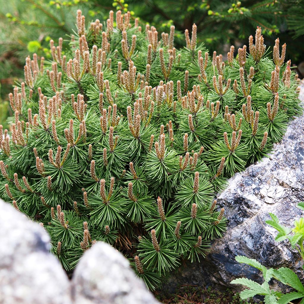 Pinus mugo Mops - Pin de montagne                           