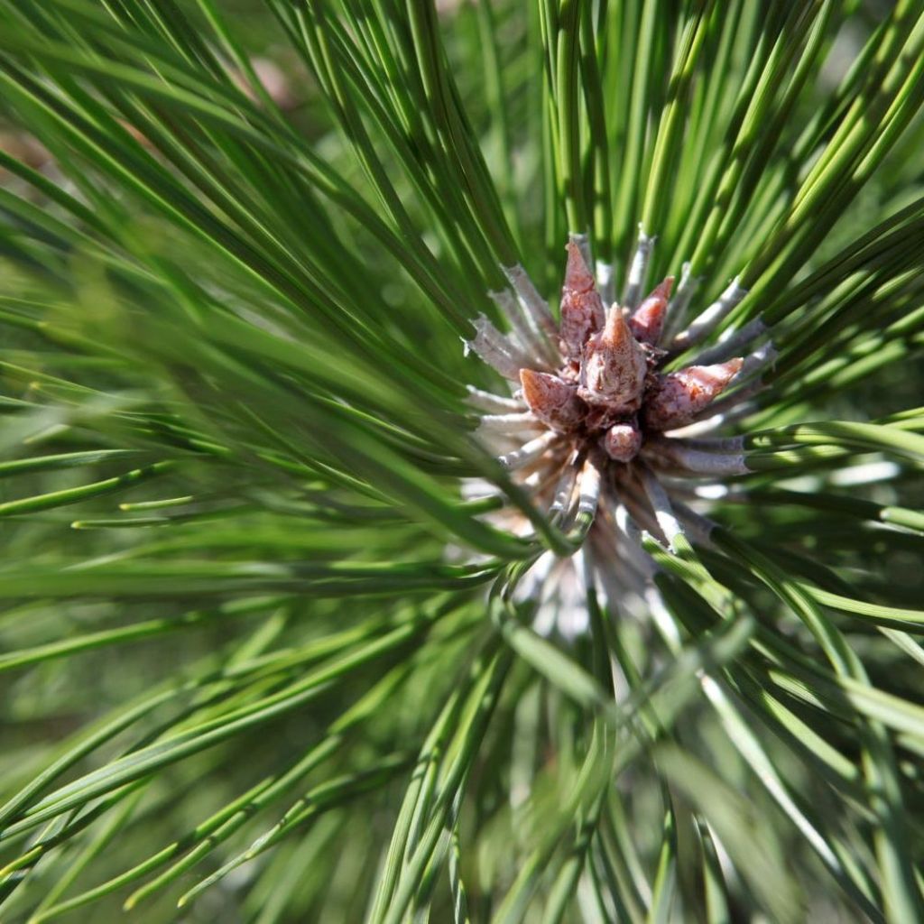 Pinus nigra nigra