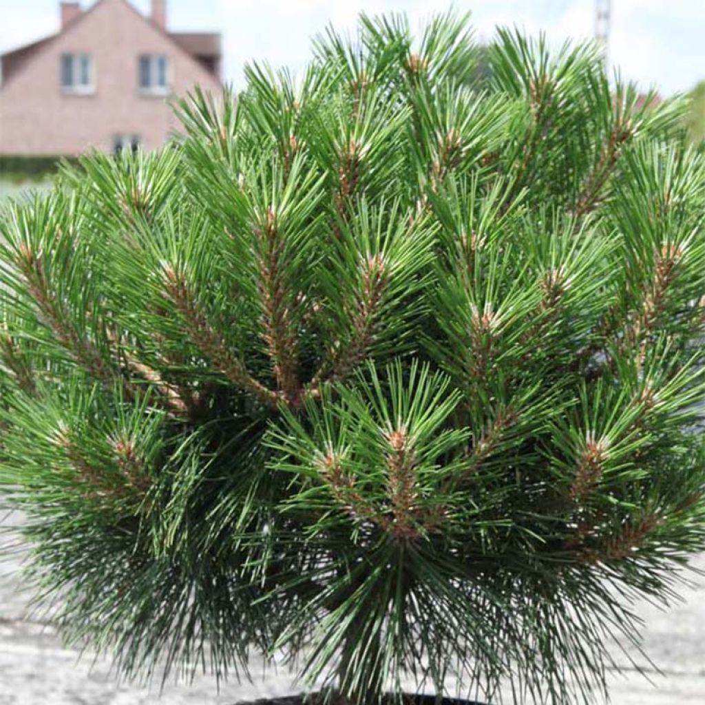 Pinus nigra Brégeon