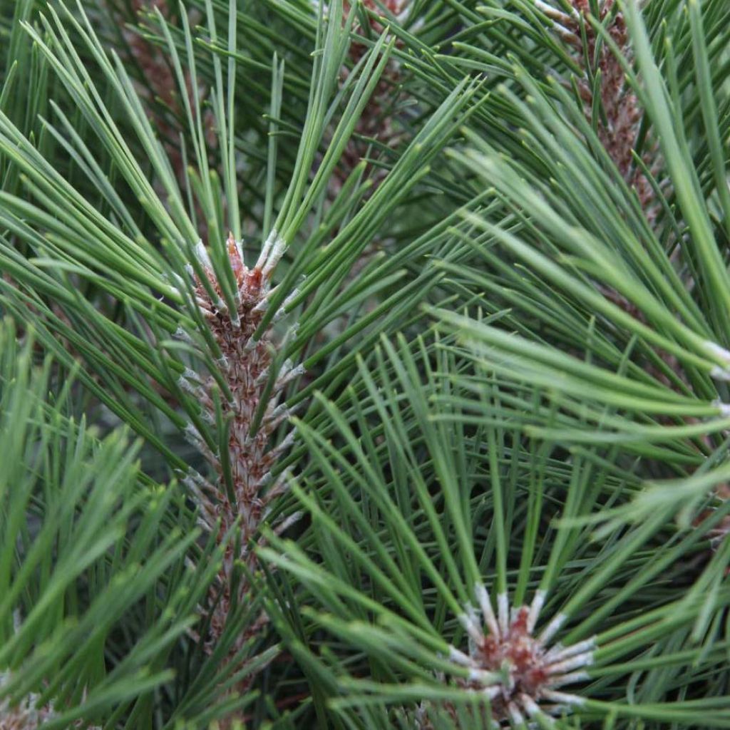 Pinus nigra Brégeon