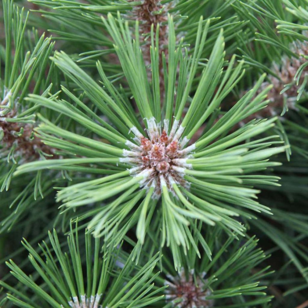 Pinus nigra Brégeon