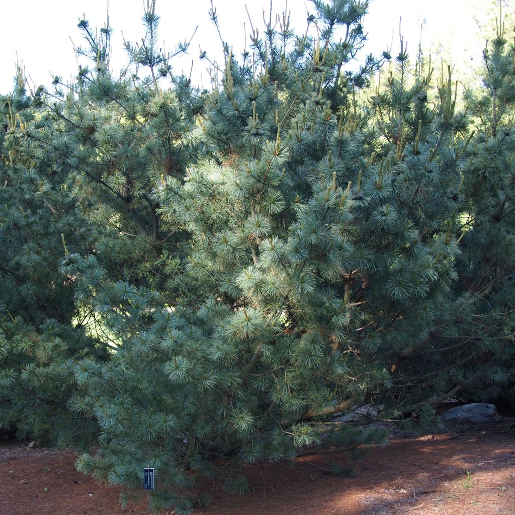 Pinus parviflora Bergman