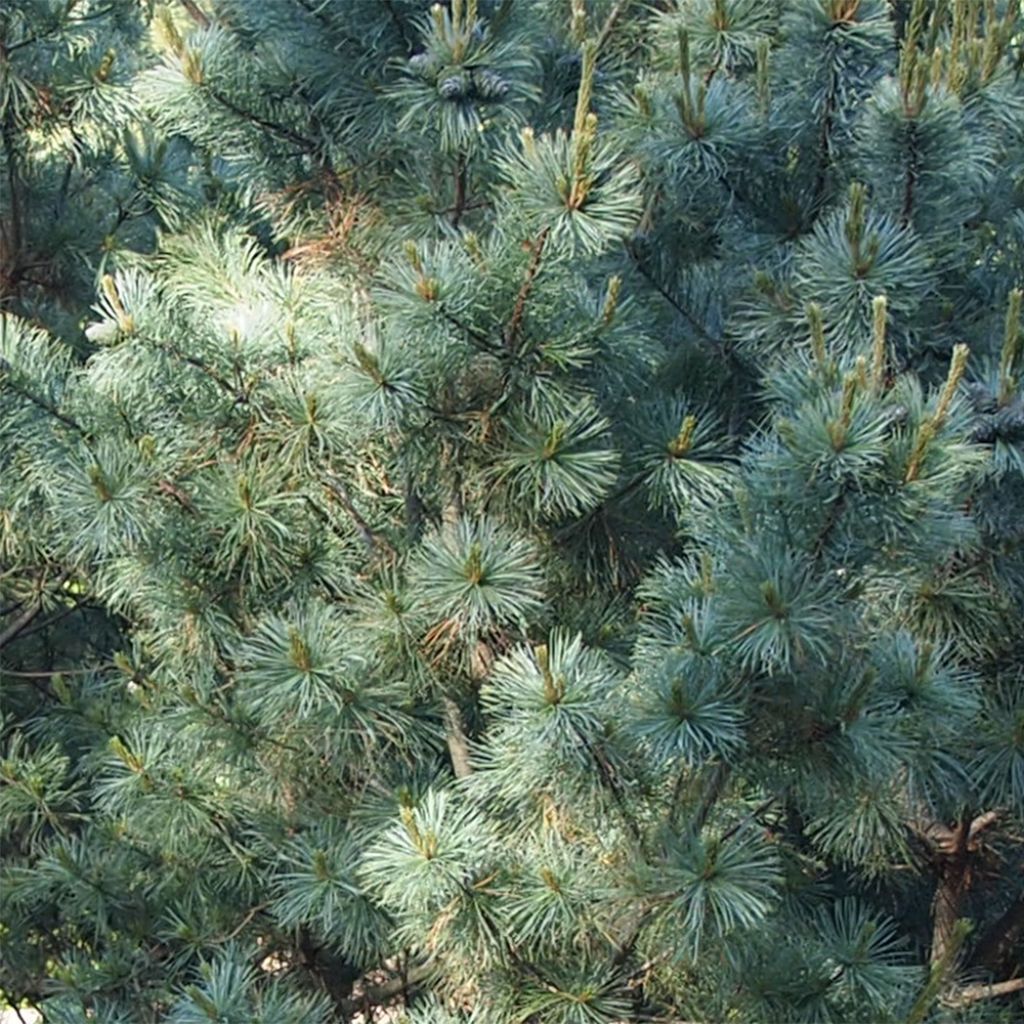 Pinus parviflora Bergman