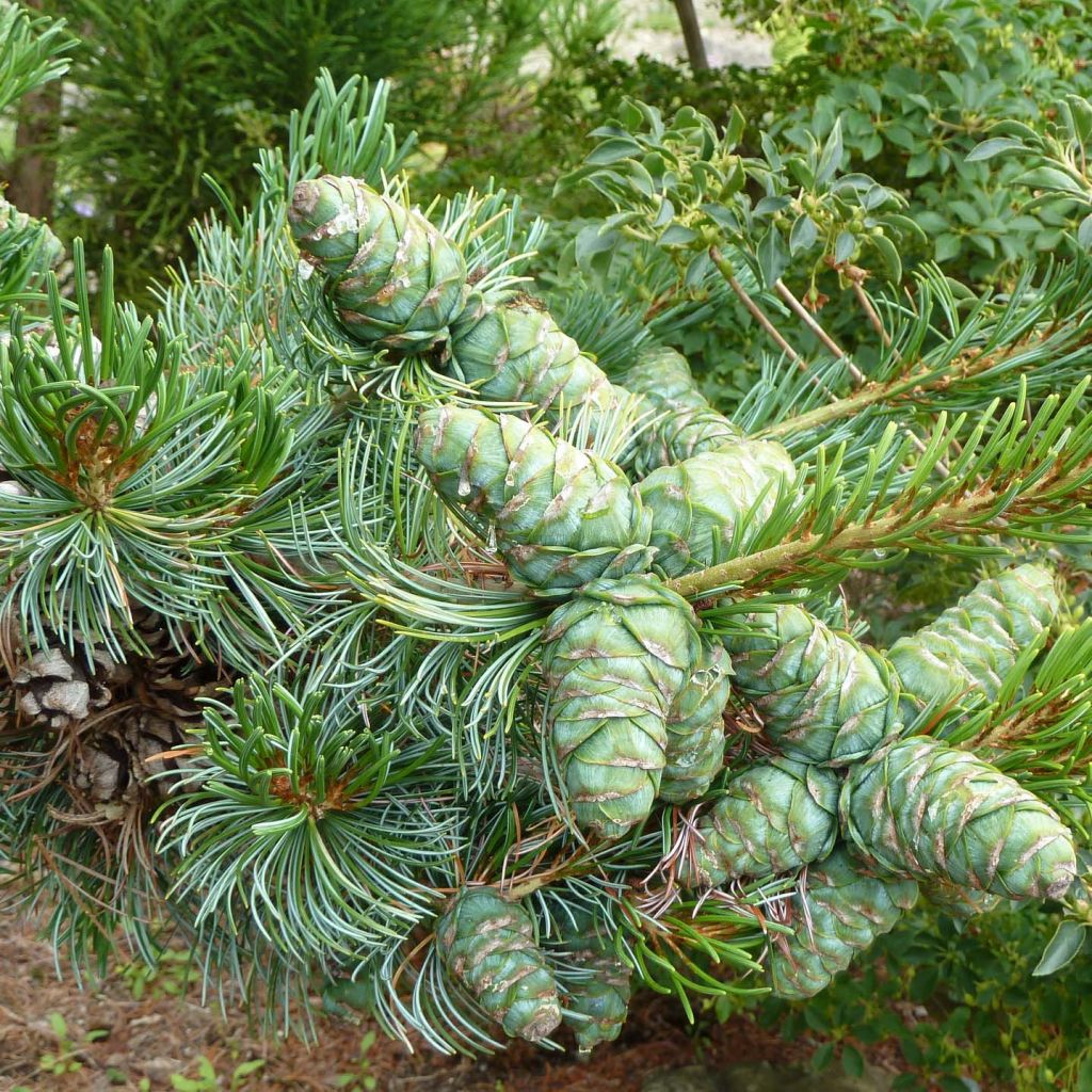 Pinus parviflora Glauca - Pin blanc du Japon