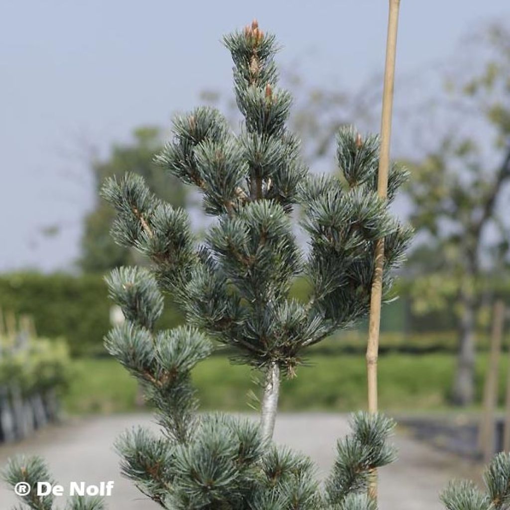 Pinus parviflora Negishi