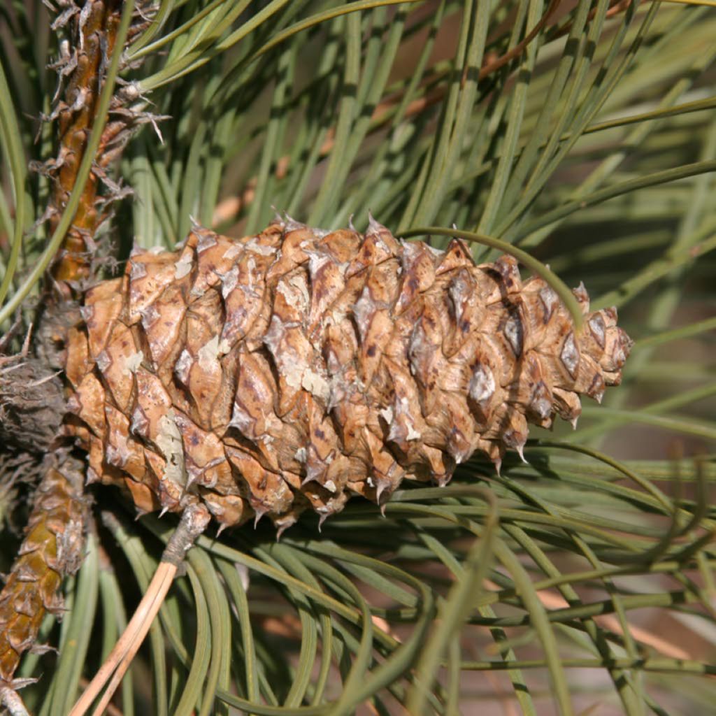 Pinus ponderosa - Pino giallo