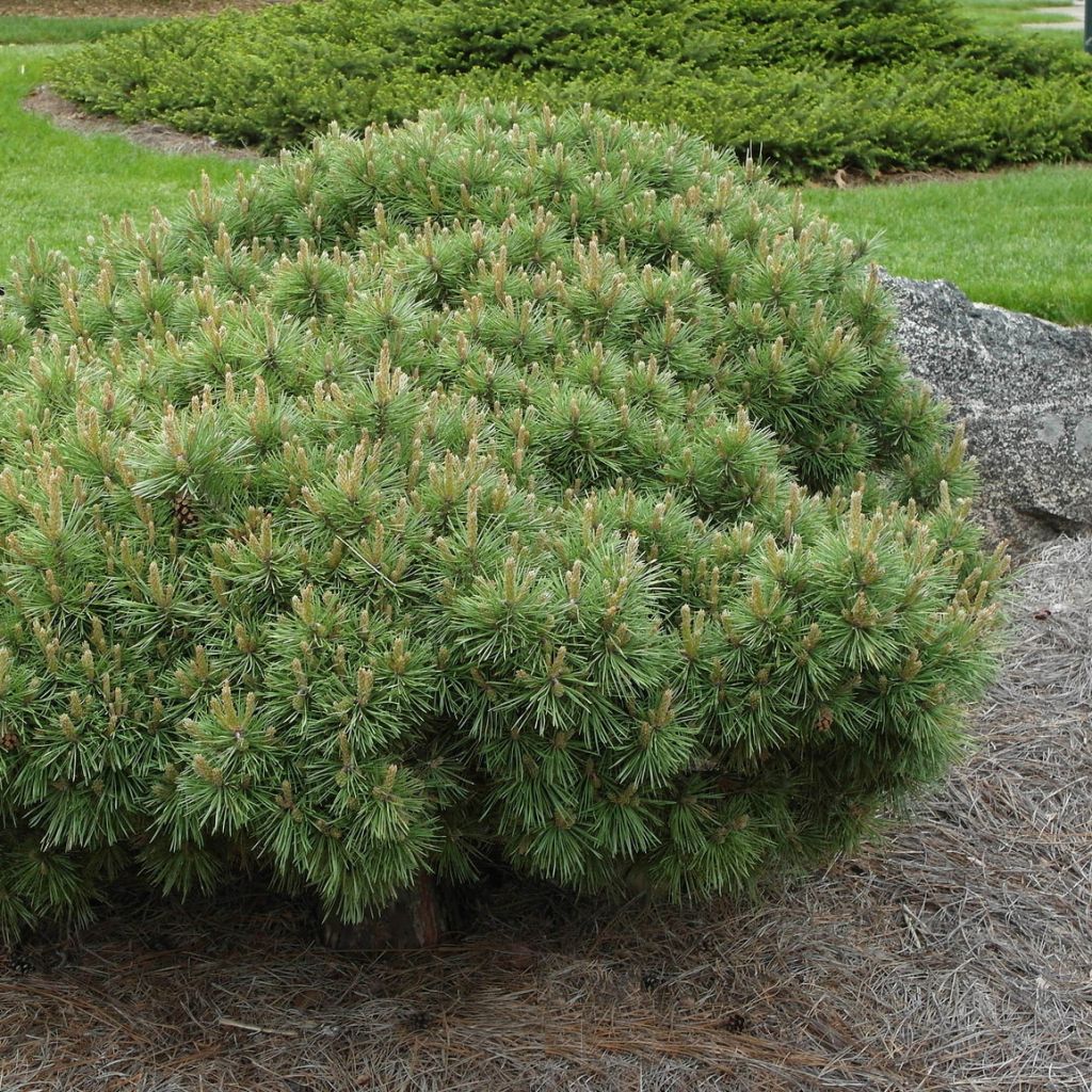 Pinus sylvestris Sandringham - Pin sylvestre nain                