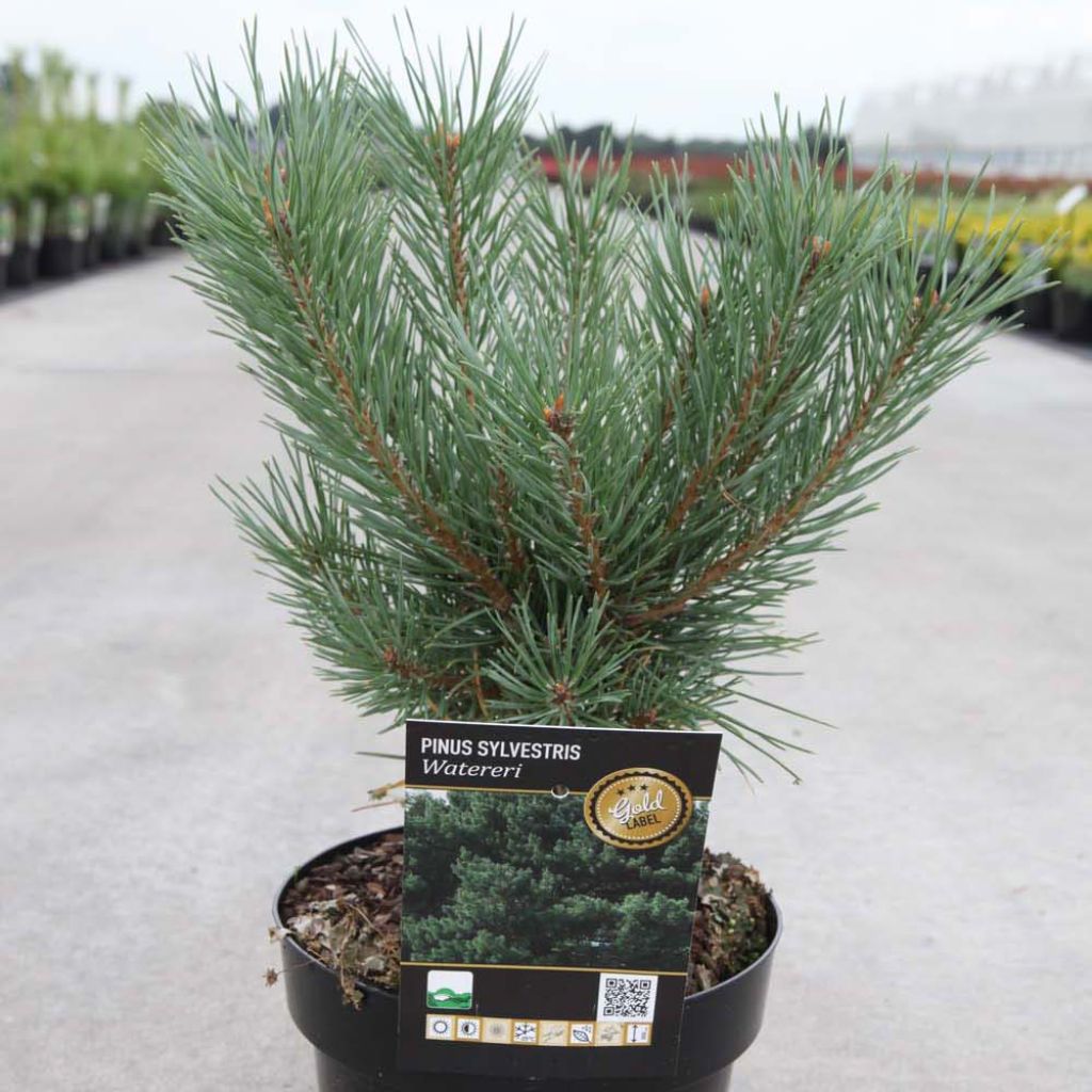 Pinus sylvestris Watereri - Pin sylvestre nain.