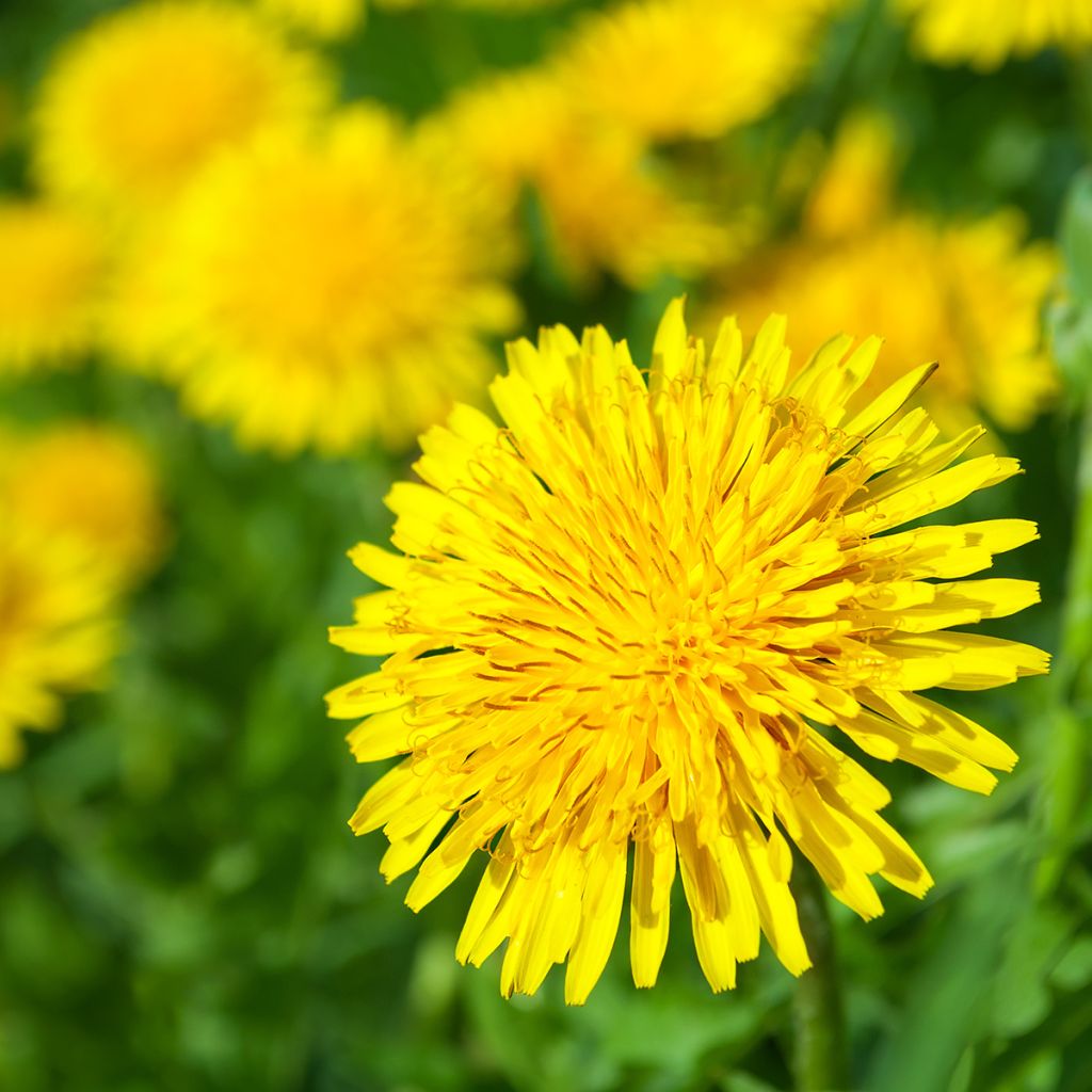 Taraxacum officinale - Taràssaco comune