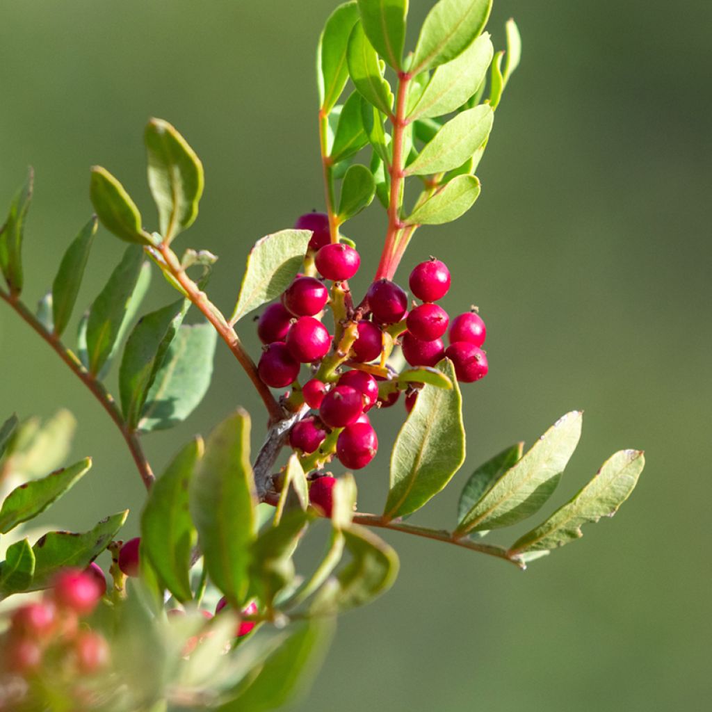 Pistacia lentiscus - Lentisco