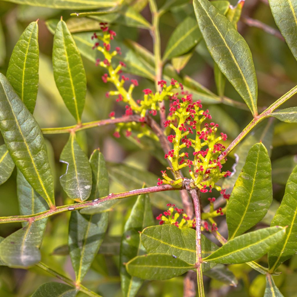 Pistacia lentiscus - Lentisco