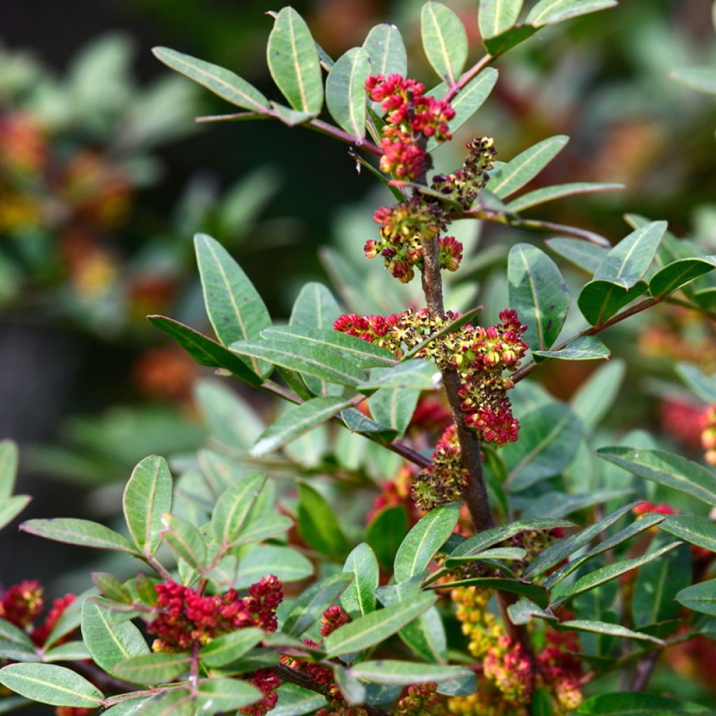 Pistacia lentiscus - Lentisco