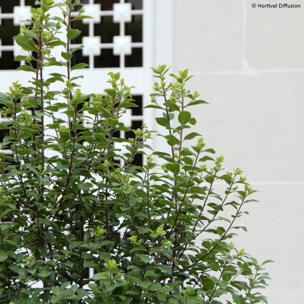 Pittosporum tenuifolium Irish Luck