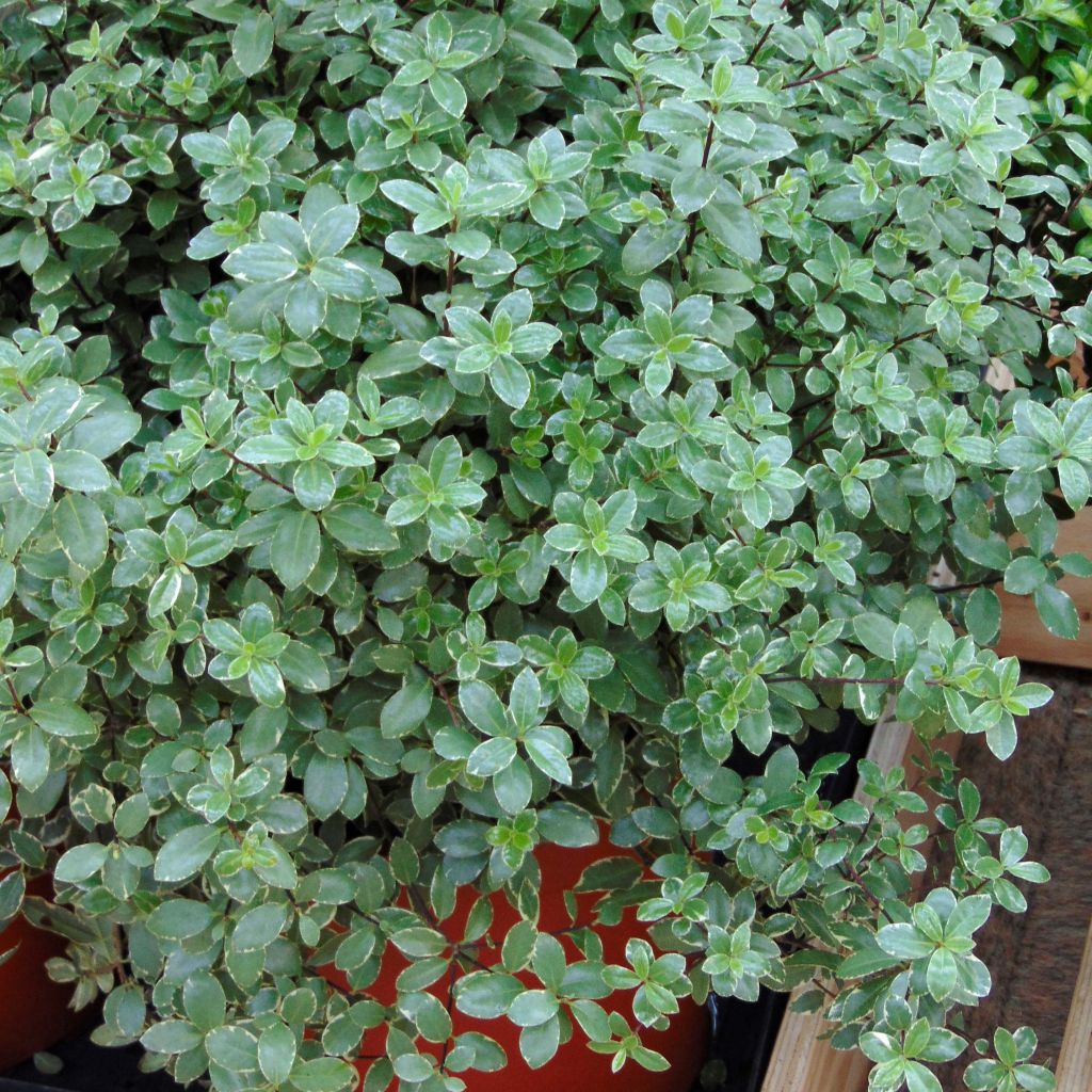 Pittosporum tenuifolium Silver Ball