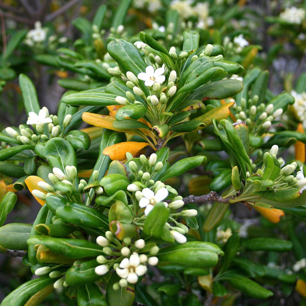 Pittosporum tobira - Pitosforo