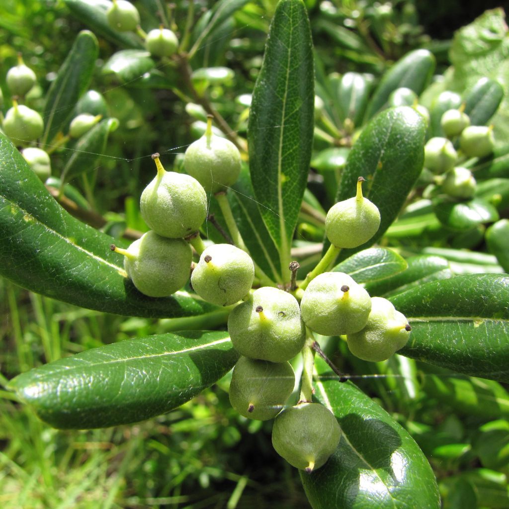 Pittosporum tobira - Pitosforo