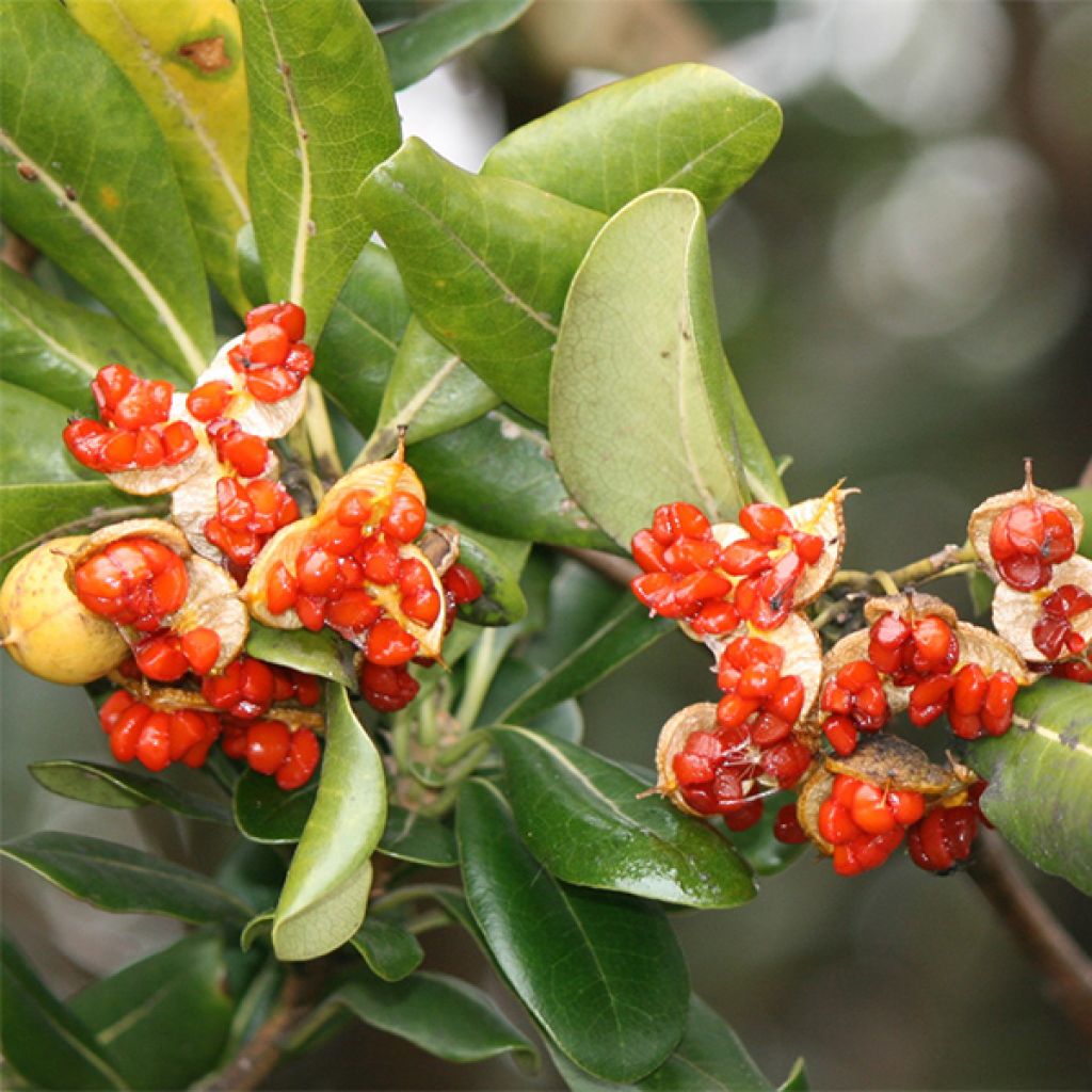 Pittosporum tobira - Pitosforo