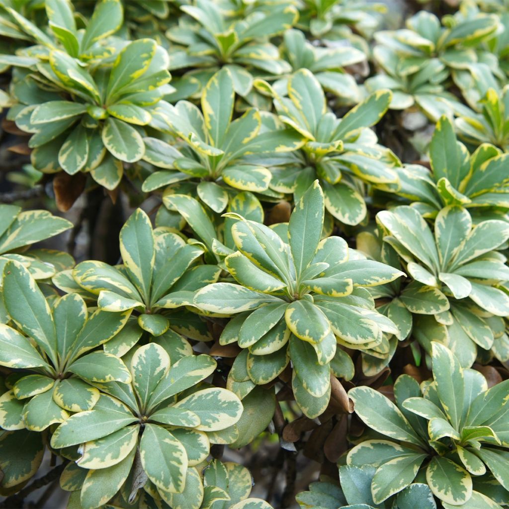 Pittosporum tobira nana Neige du mont Ventoux