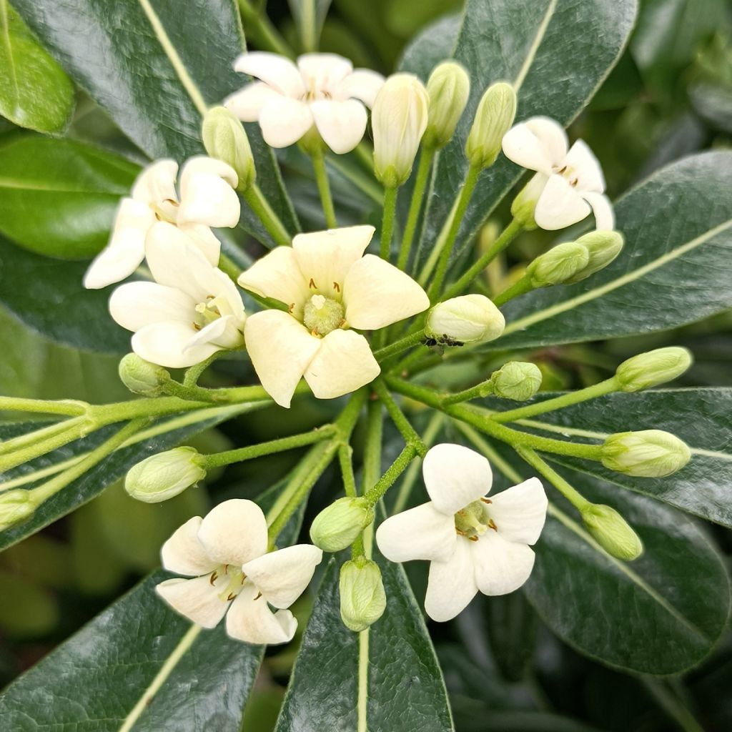 Pittosporum tobira - Pitosforo