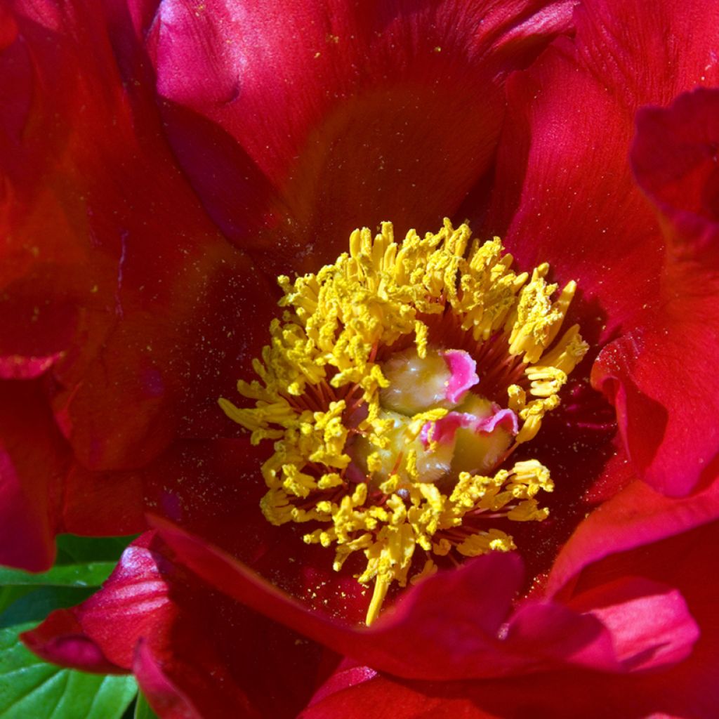 Peonia erbacea Blaze