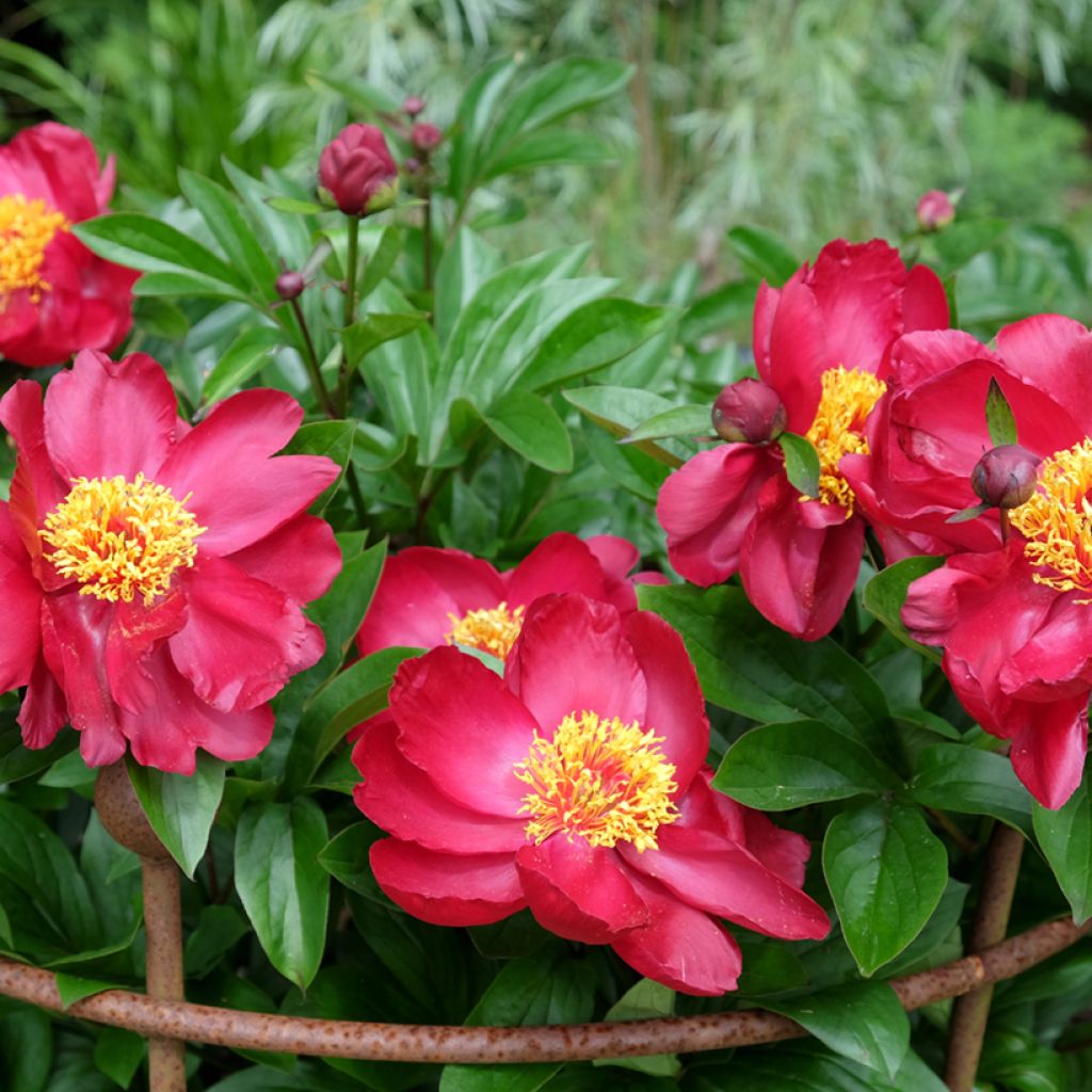 Peonia erbacea Blaze