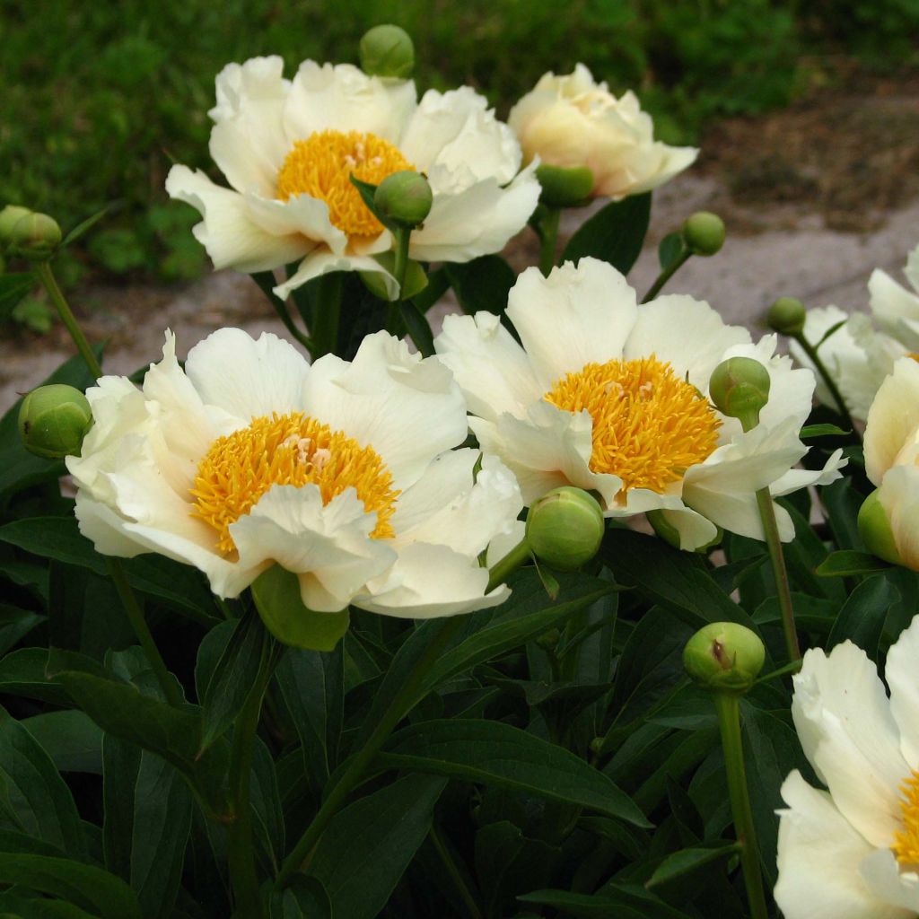 Peonia erbacea Claire de Lune