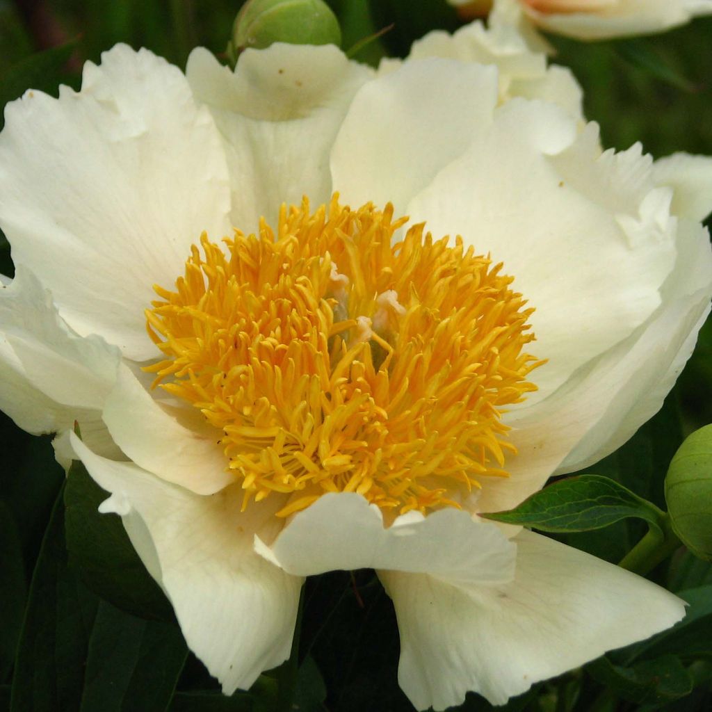 Peonia erbacea Claire de Lune