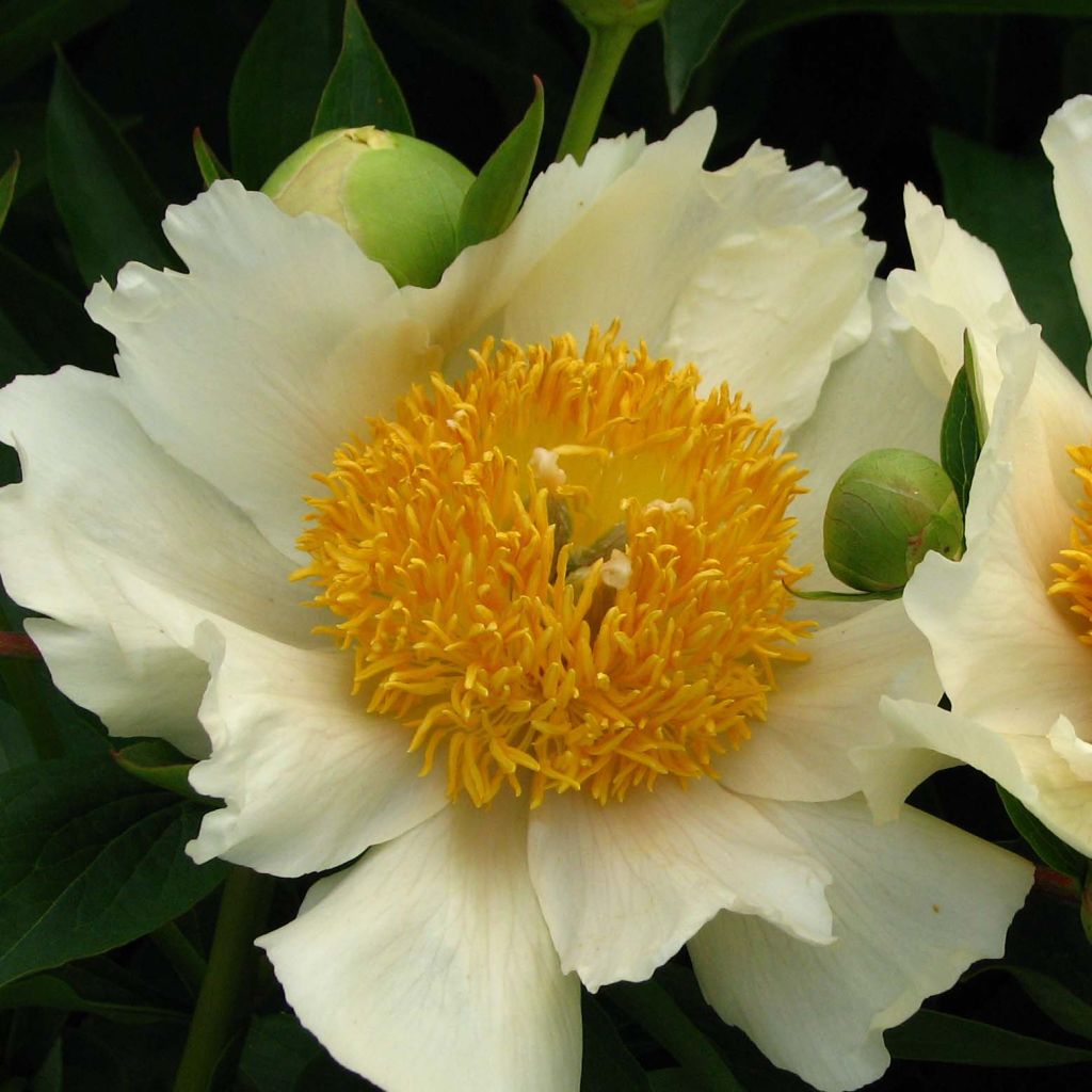 Peonia erbacea Claire de Lune