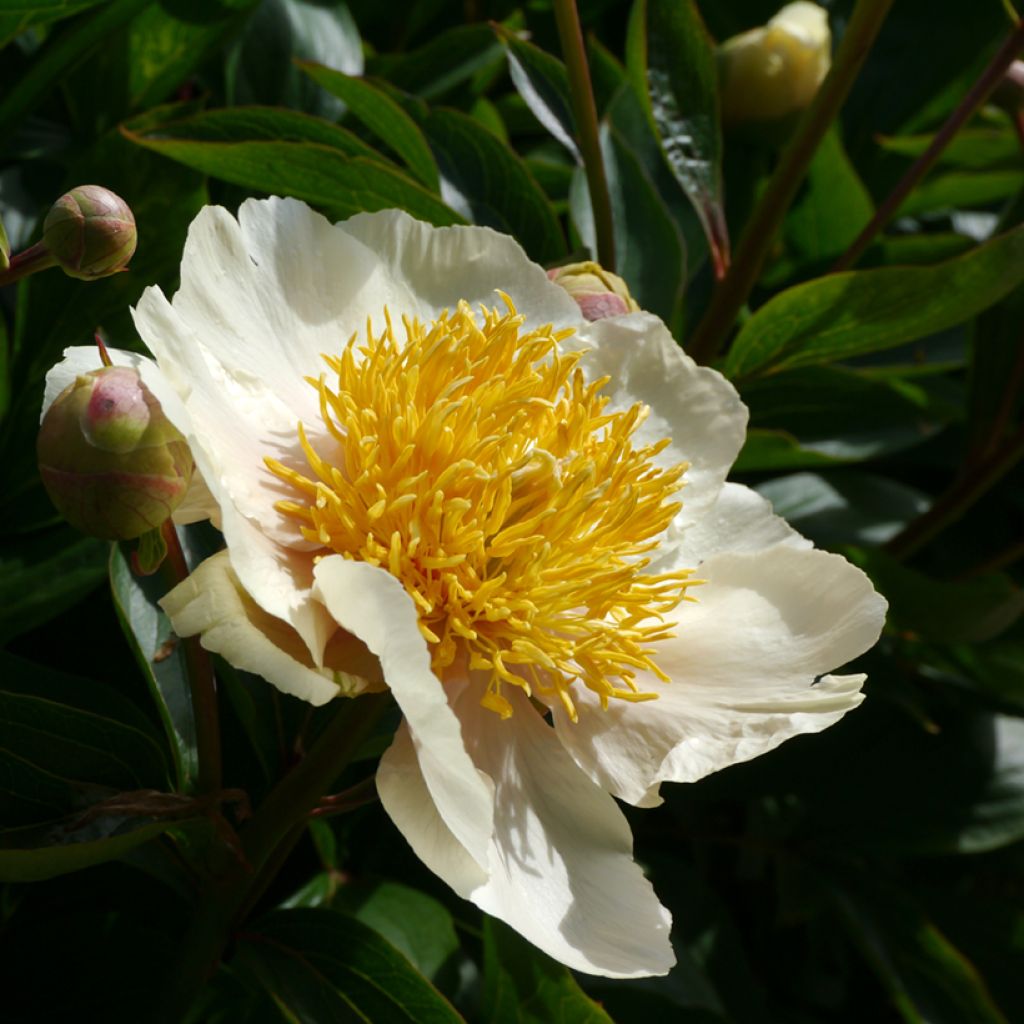 Peonia erbacea Claire de Lune