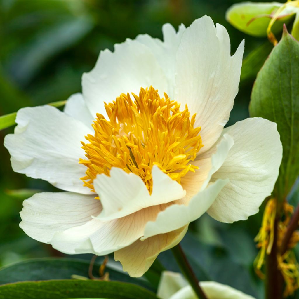 Peonia erbacea Claire de Lune