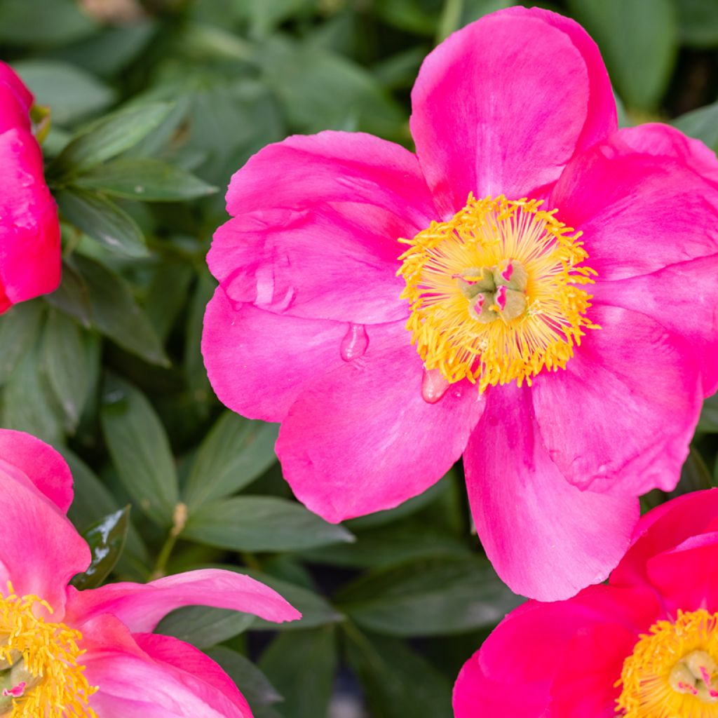 Peonia erbacea Flame