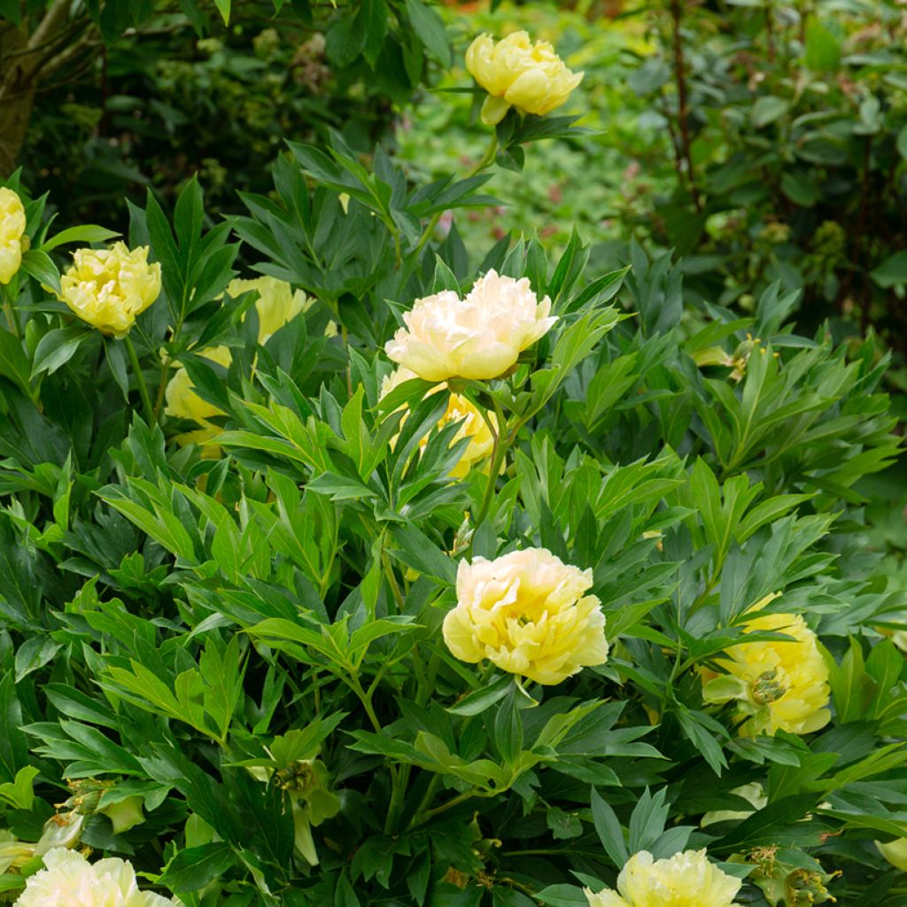 Peonia Itoh Bartzella