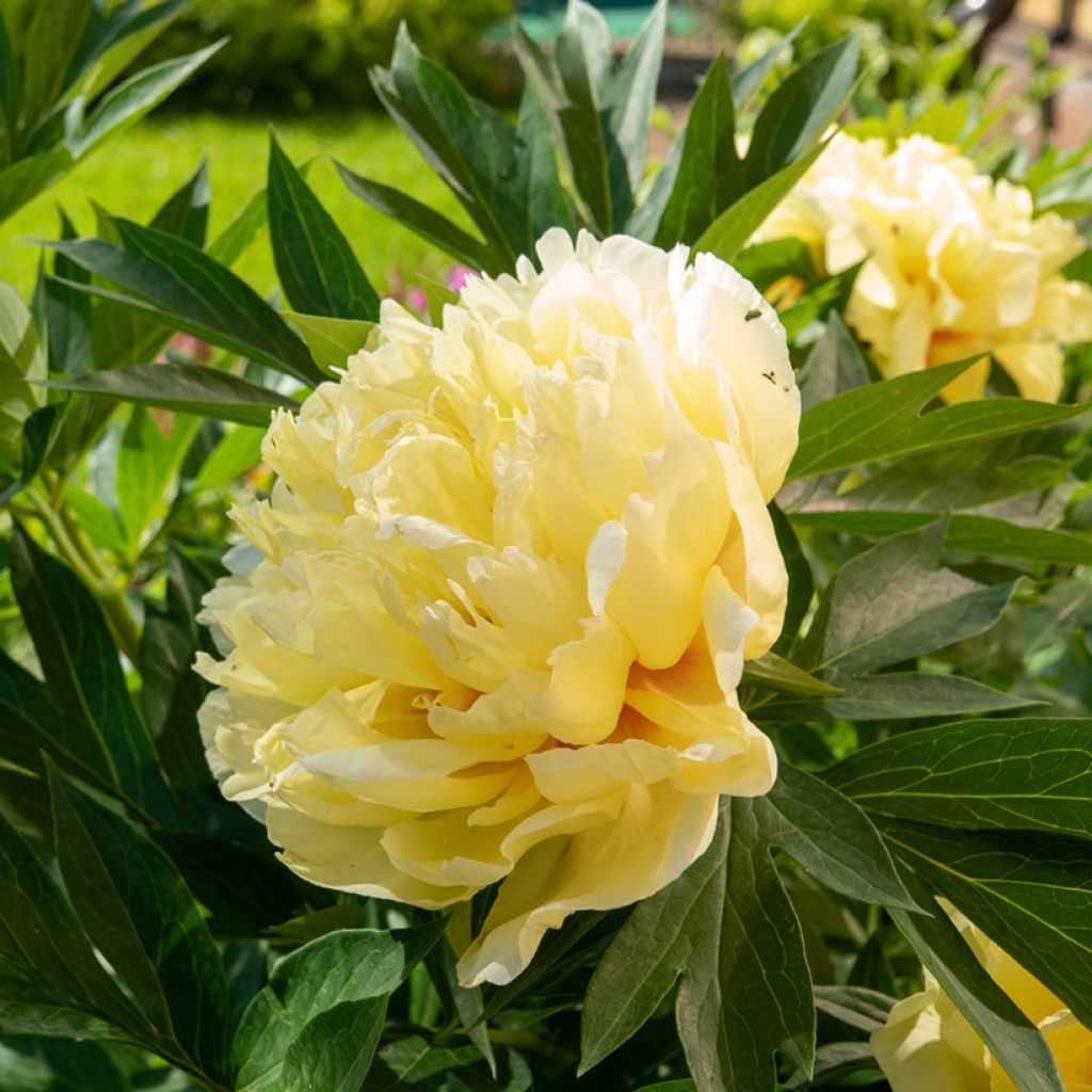 Peonia Itoh Bartzella