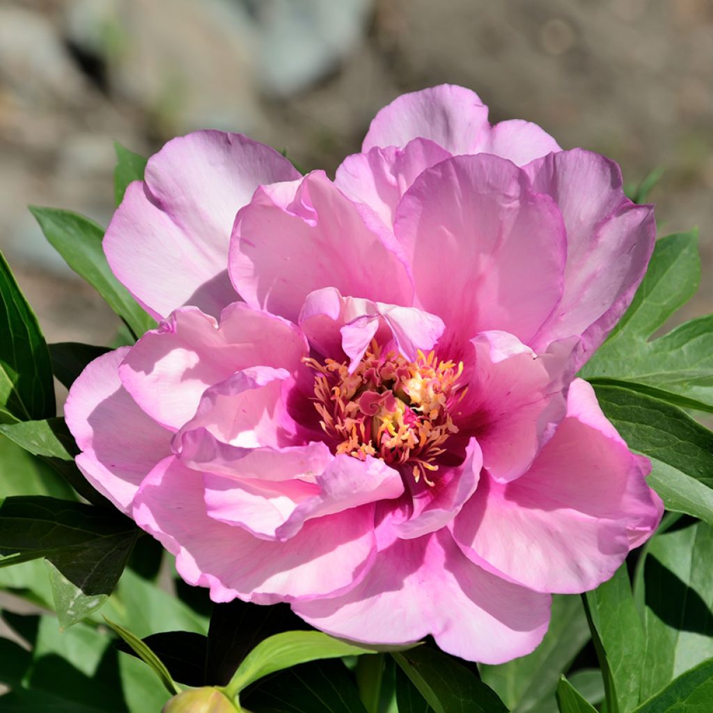 Peonia Itoh First Arrival