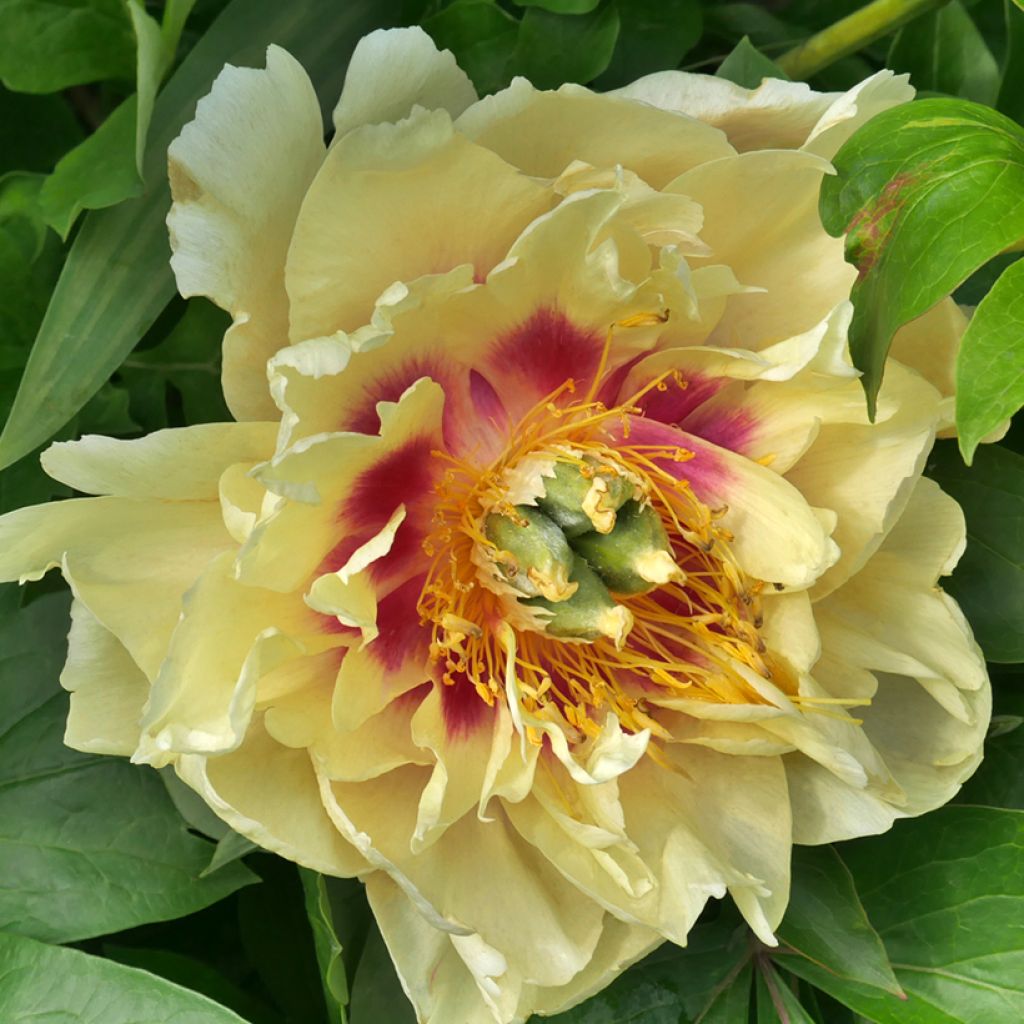 Peonia Itoh Garden Treasure