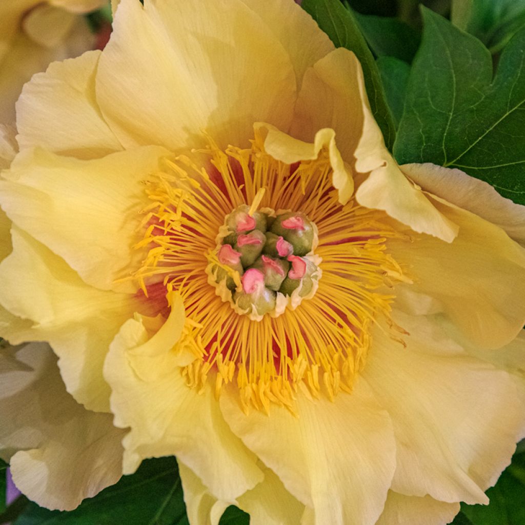 Peonia Itoh Garden Treasure