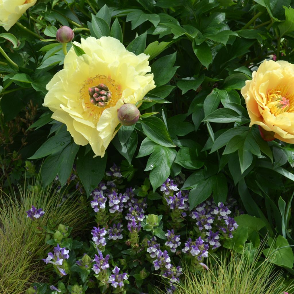 Peonia Itoh Garden Treasure