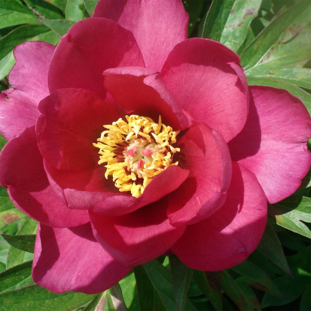 Pivoine Itoh Pink Ardour - Paeonia