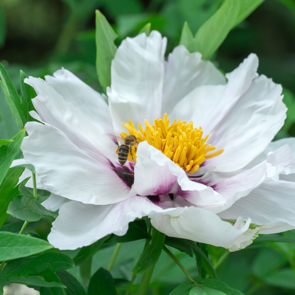 Paeonia ostii Feng Dan Bai - Peonia arborea