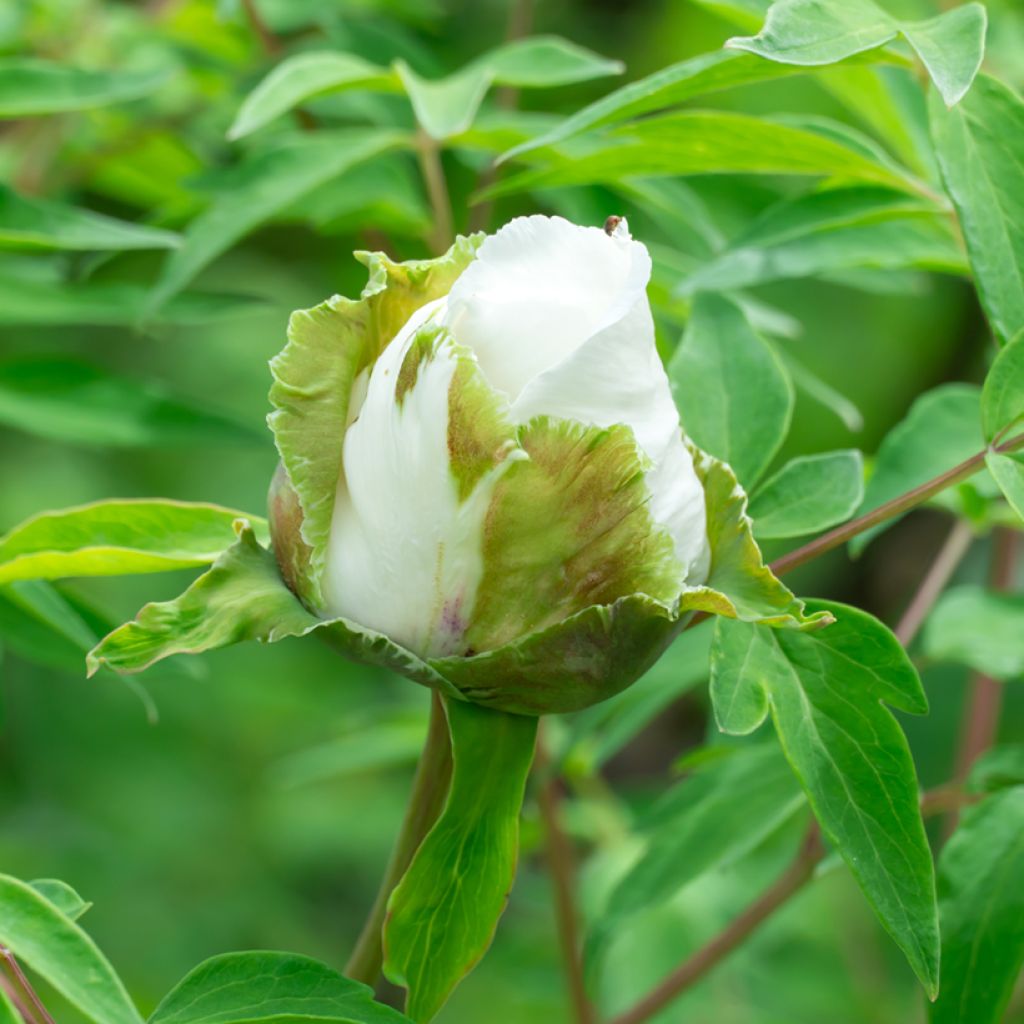 Paeonia ostii Feng Dan Bai - Peonia arborea