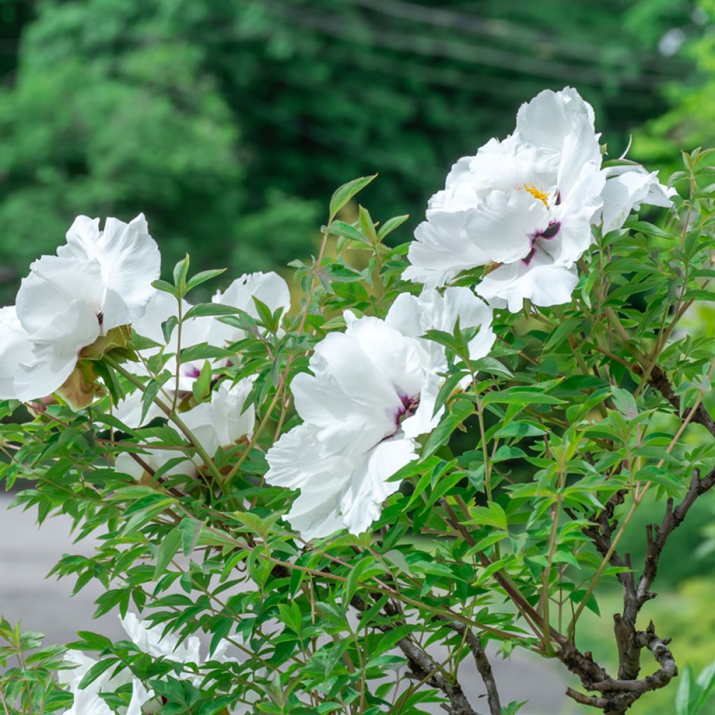 Paeonia ostii Feng Dan Bai - Peonia arborea