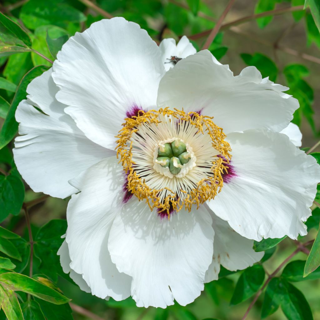 Paeonia ostii Feng Dan Bai - Peonia arborea