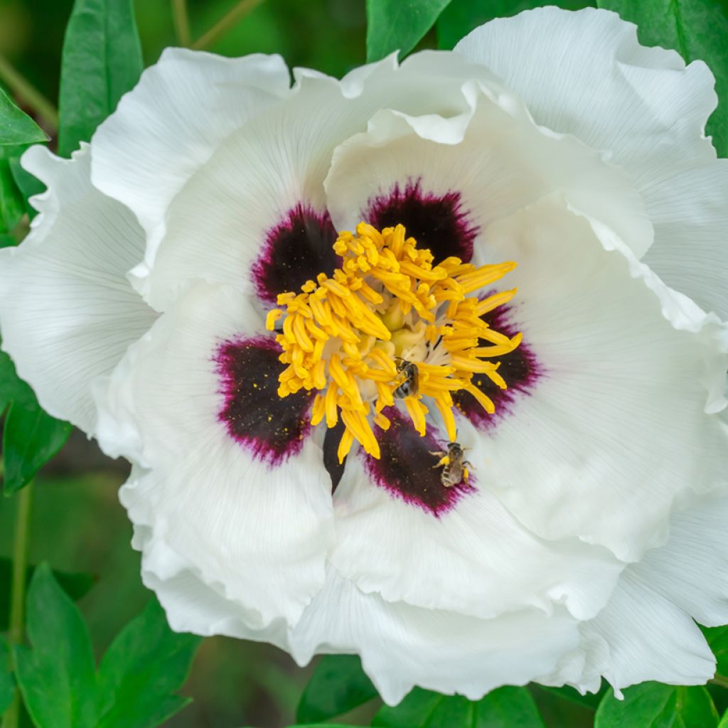 Paeonia ostii Feng Dan Bai - Peonia arborea