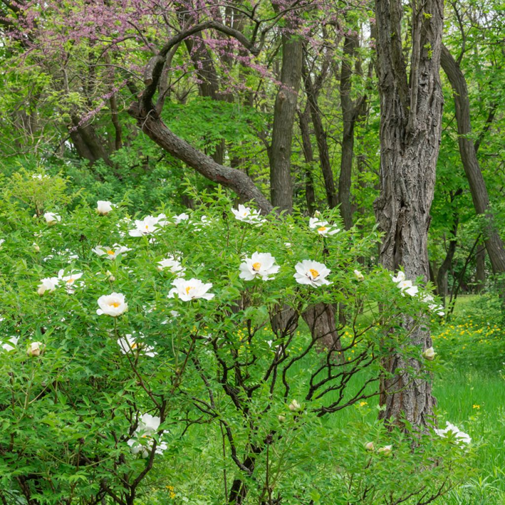 Paeonia ostii Feng Dan Bai - Peonia arborea